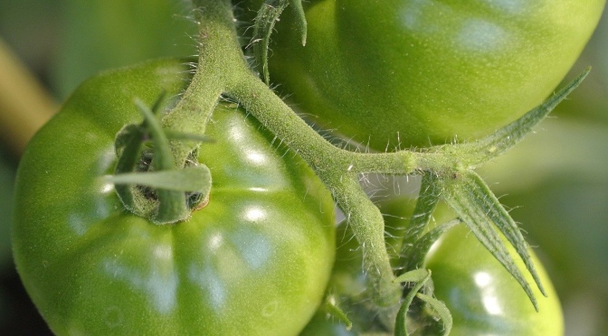 Producción de tomate verde abarca 30 estados mexicanos